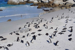 Kaapstad: Tafel MT, Kaap Punt & Pinguïns Instagram gedeeld