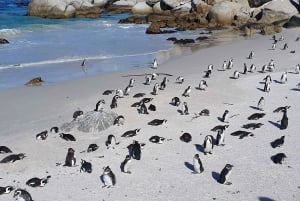 Cape Town: Table MT, Cape Point & Penguins Instagram Tour