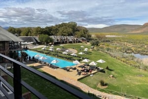 From Cape Town: Aquila Game Reserve & Game Drive