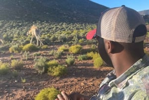 SAFARI: Ciudad del Cabo, Aquila Big 5 y almuerzo (servicio de recogida del hotel incluido).