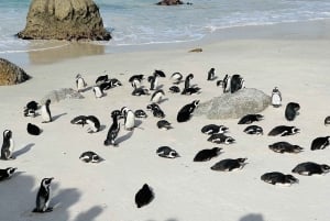 Itinerário de 1 a 10 dias da Cidade do Cabo à rota dos jardins