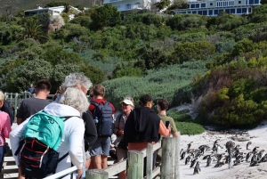 Ciudad del Cabo: Excursión de un día a Cape Point y Boulders Beach Penguin