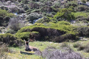 Cidade do Cabo: Passeio de um dia por Cape Point e Boulders Beach com pinguins