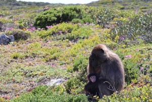 Cidade do Cabo: Passeio de um dia por Cape Point e Boulders Beach com pinguins
