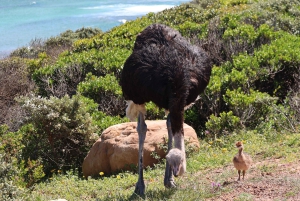 Cidade do Cabo: Passeio de um dia por Cape Point e Boulders Beach com pinguins
