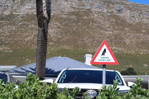 Cidade do Cabo: Passeio de um dia por Cape Point e Boulders Beach com pinguins