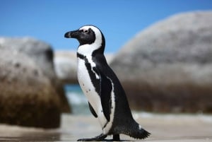Pöytävuori, Cape Point ja Pingviiniranta SISÄÄNKULKU SISÄLTÄÄ PÄÄSYN