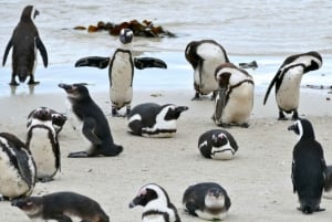 Montaña de la Mesa, Punta del Cabo y Playa de los Pingüinos ENTRADA INCLUIDA