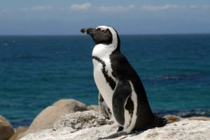 Table Mountain, Cape Point e Penguin Beach INGRESSO INCLUSO