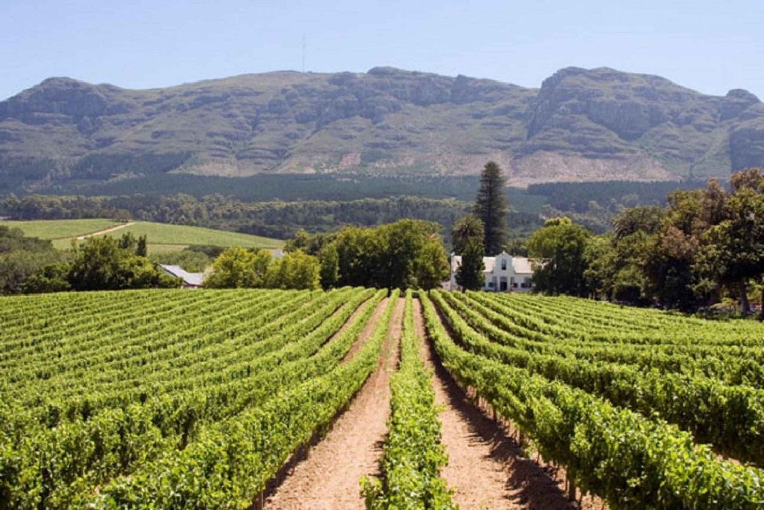 Cape Town-tur med vinsmaking og heldagstur til halvøya.