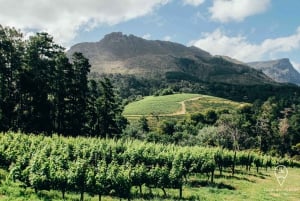 Cape Town: Traditionel vin og braai (grill) oplevelse