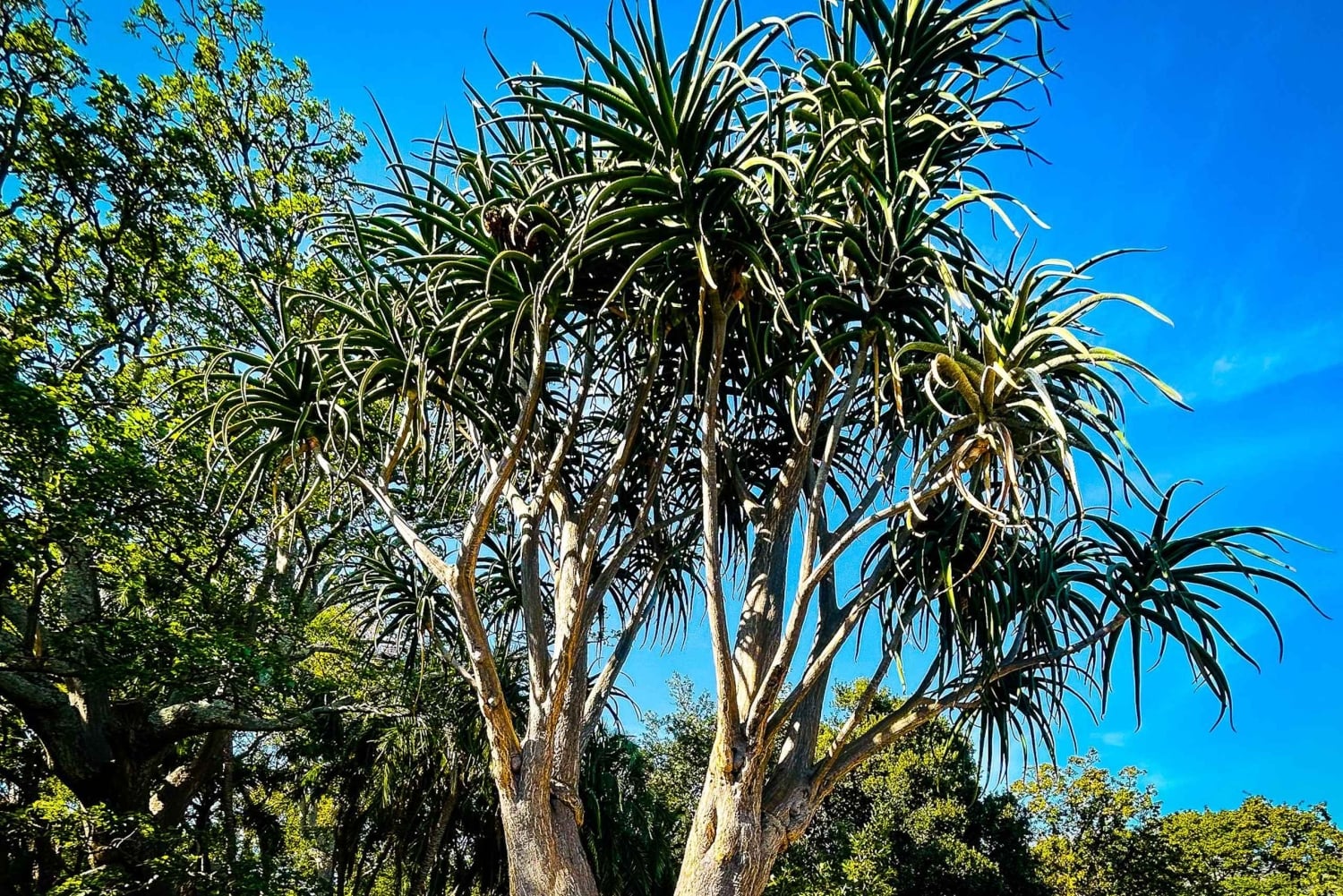 Kapsztad bez tajemnic: kultura na piechotę