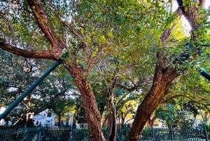 Kapsztad bez tajemnic: kultura na piechotę