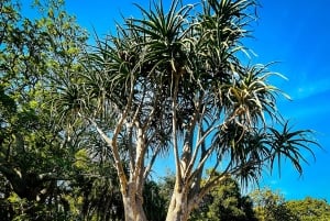 Kapsztad bez tajemnic: kultura na piechotę