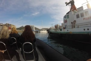Cape Town: V&A Waterfront Harbor Boat Tour