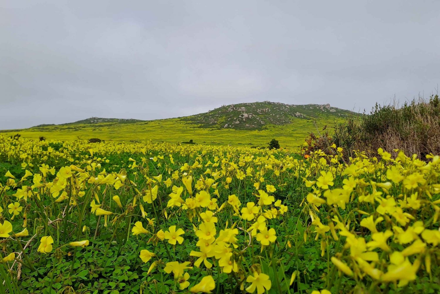 Ciudad del Cabo: Tour de primavera por la costa oeste 2025