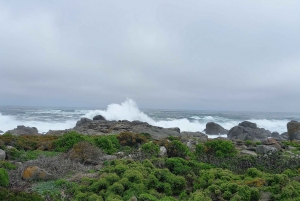 Cape Town: West Coast Spring Tour 2025