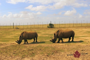 Kaapstad: Safari langs de westkust & Khoi San culturele ervaring