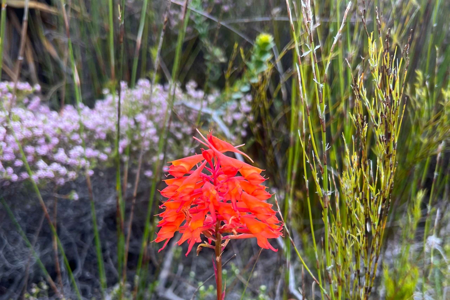 Cidade do Cabo: Excursão a pé pelos trilhos de flores silvestres