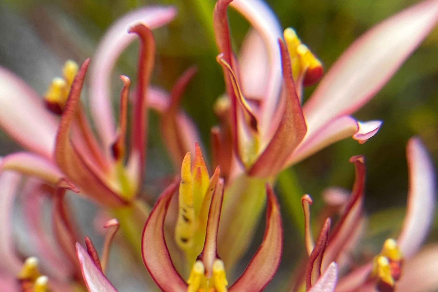Cidade do Cabo: Excursão a pé pelos trilhos de flores silvestres