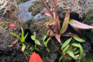 Cidade do Cabo: Excursão a pé pelos trilhos de flores silvestres