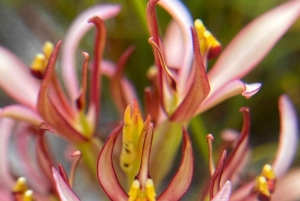 Cidade do Cabo: Excursão a pé pelos trilhos de flores silvestres