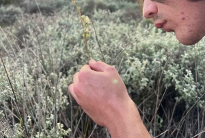 Cidade do Cabo: Excursão a pé pelos trilhos de flores silvestres