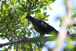 Cidade do Cabo: Excursão a pé pelos trilhos de flores silvestres