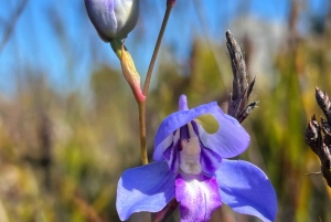 Cidade do Cabo: Excursão a pé pelos trilhos de flores silvestres