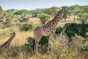 Cidade do Cabo: degustação de vinhos, casa da girafa e encontro com chitas