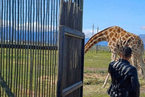 Cidade do Cabo: degustação de vinhos, casa da girafa e encontro com chitas