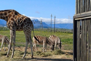 Cidade do Cabo: degustação de vinhos, casa da girafa e encontro com chitas