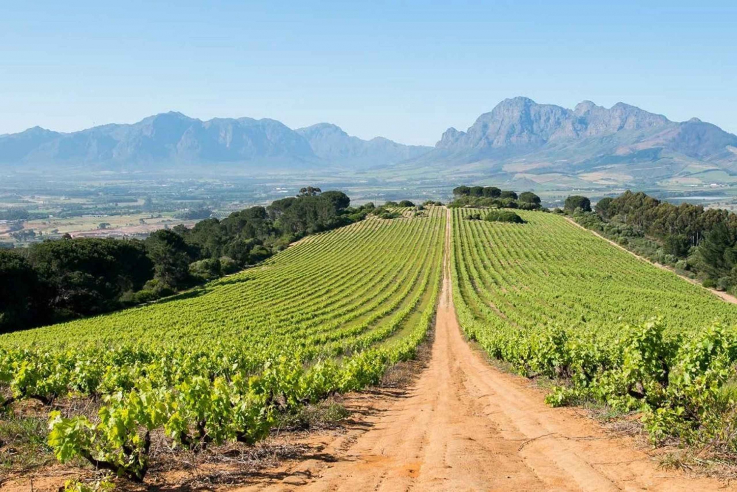 Cape Town Wine Tour: Full Day