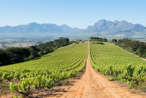 Tour de vinhos na Cidade do Cabo: Dia inteiro