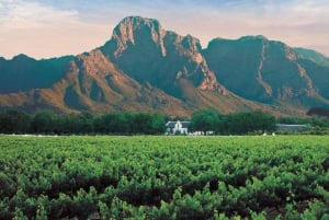 Cape Town Wine Tour: Hel dag