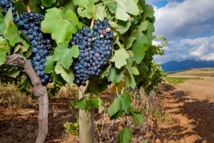 Tournée des vins du Cap (Paarl, Stellenbosch et Franschhoek)