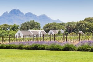 Kapkaupungin viinikierros (Paarl, Stellenbosch & Franschhoek)