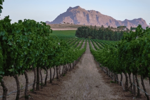 Kapstadt Wein-Tour (Paarl, Stellenbosch & Franschhoek)