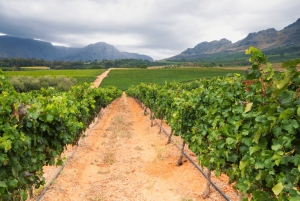 Vintur til Cape Town (Paarl, Stellenbosch og Franschhoek)
