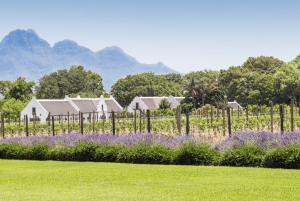 Vintur til Cape Town (Paarl, Stellenbosch og Franschhoek)