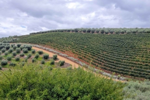 Cidade do Cabo: Visita ao vinho com provas e passeio pelas vinhas