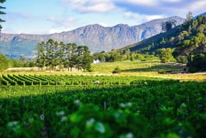 Ciudad del Cabo: tour en tranvía por los viñedos con degustaciones y servicio de recogida