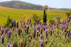 Le Cap : Tram du Vin et Visite des Vignobles avec Dégustations et Prise en Charge