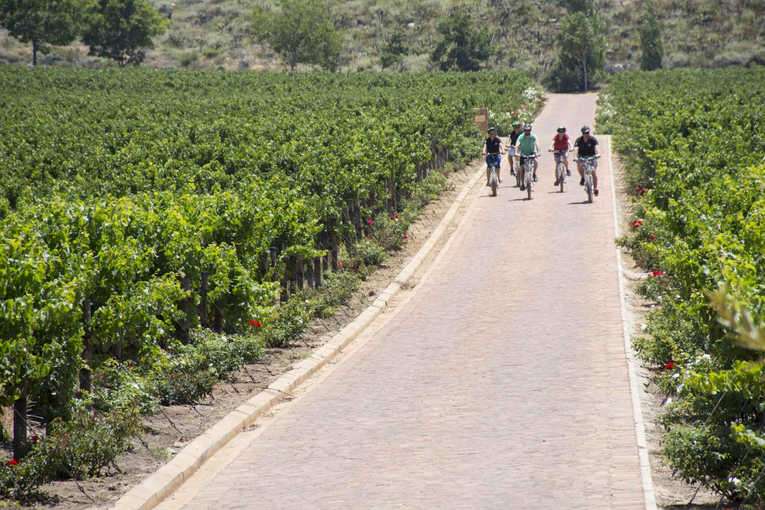 Cape Town: Winelands E-Bike Tour and Tasting Experience