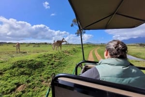 Safari por Ciudad del Cabo y Cata de Vinos