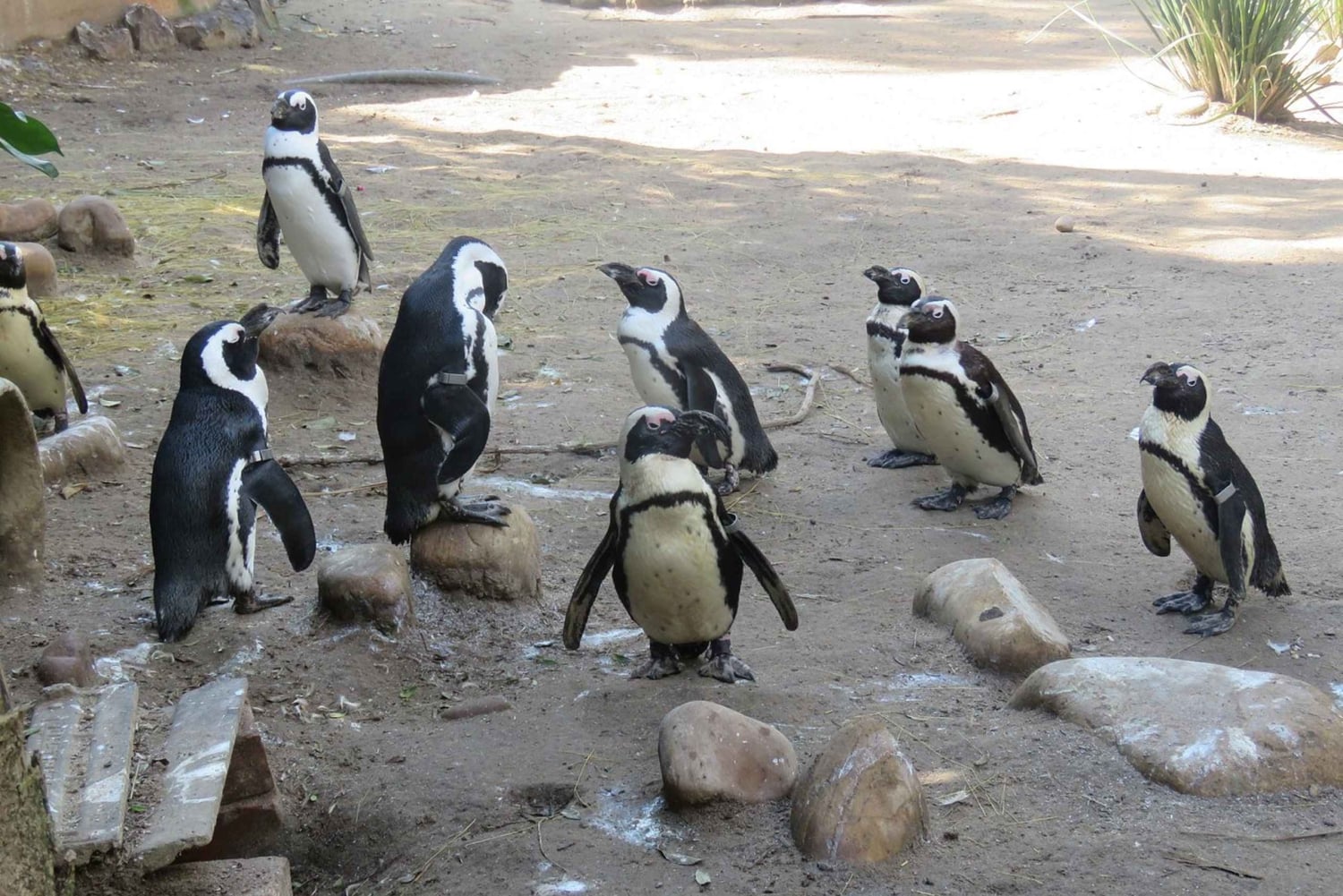 Cape Town: World of Birds & Animal Sanctuary