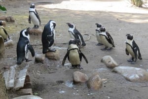 Cape Town: World of Birds & Animal Sanctuary