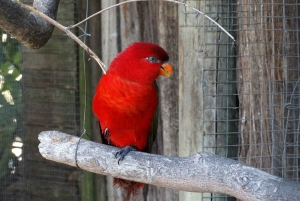 Cape Town: World of Birds & Animal Sanctuary