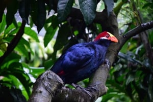 Cape Town: World of Birds & Animal Sanctuary