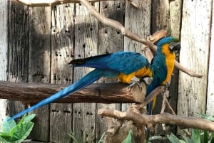 Cape Town: World of Birds & Animal Sanctuary